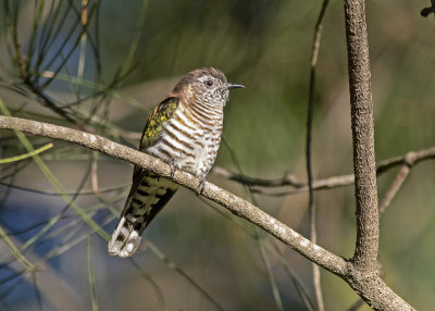 Shining Bronze Cuckoo (Chrysococcyx lucidus plagosus)