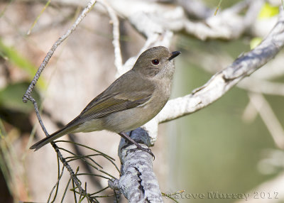 Australian Golden Whistler (Pachycephala pectoralis)