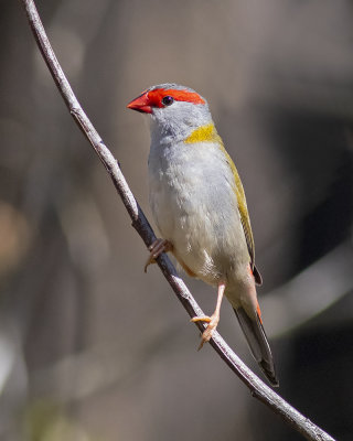 Red-browed Finch (Neochmia temporalis)