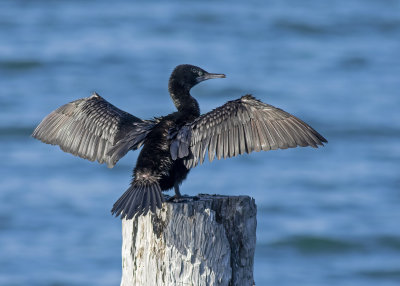 Little Black Cormorant (Phalacrocorax sulcirostris)
