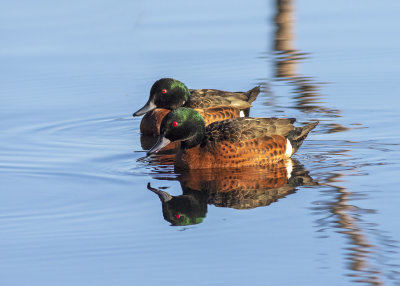 Chestnut Teal (Anas castanea)