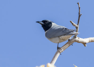 Masked Woodswallow