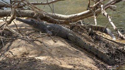 Freshwater Crocodile (Crocodylus johnstoni)