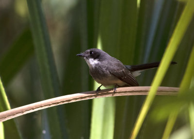 Northern Fantail (Rhipidura rufiventris isura)