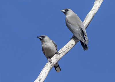 Woodswallows, Butcherbirds (Artamidae)