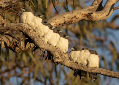 White-breasted Woodswallow (Artamus leucorynchus)