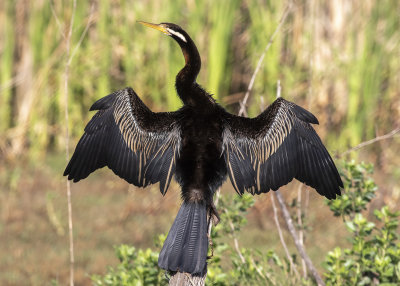 Australasian Darter (Anhinga novaehollandiae)