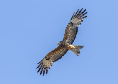 Square-tailed Kite (Lophoictinia isura)