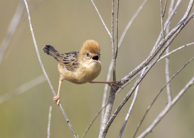 Golden-headed Cisticola (Cisticola exilis)