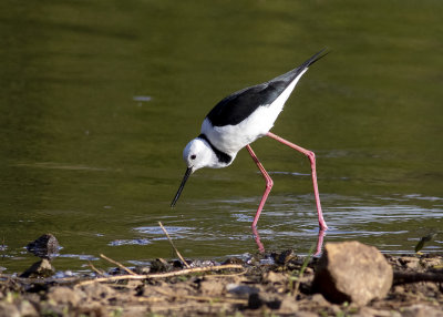 Pied Stilt (Himantopus leucocephalus)