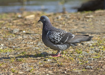 Rock Dove (Columba livia)