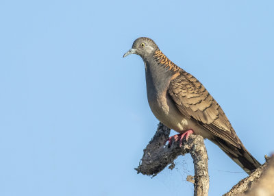 Bar-shouldered Dove (Geopelia humeralis humeralis)