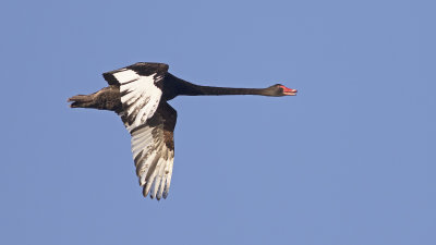 Black Swan (Cygnus atratus)