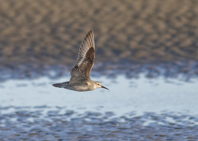 Red Knot (Calidris canutus)