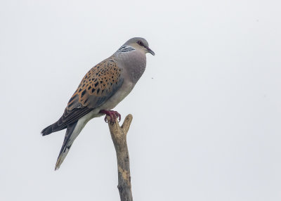 European Turtledove (Streptopelia turtur)