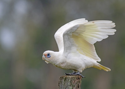 Little Corella (Cacatua sanguinea)