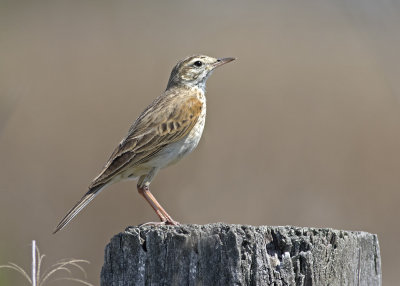 Australian Pipit (Anthus australis)