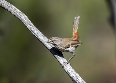 Shy Heathwren (Hylacola cauta macrorhyncha)