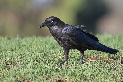 Little Raven (Corvus mellori)