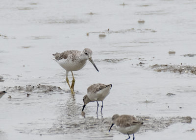 Nordmann's Greenshank (Tringa guttifer)