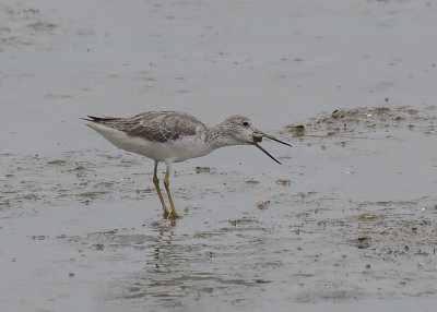 Nordmann's Greenshank (Tringa guttifer)