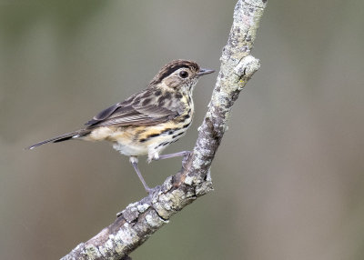 Speckled Warbler (Chthonicola sagittata)