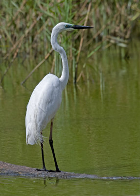  Great Egret (Ardea alba modesta)
