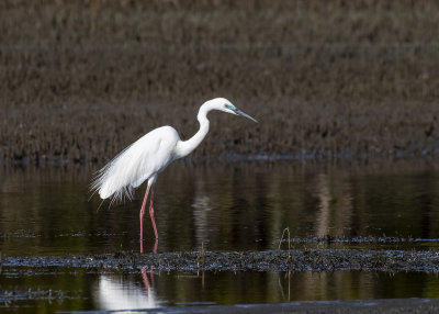  Great Egret (Ardea alba modesta)
