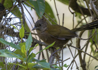 Eastern Whipbird (Psophodes olivaceus)