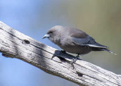 Dusky Woodswallow (Artamus cyanopterus)