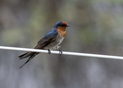 Welcome Swallow (Hirundo neoxena)