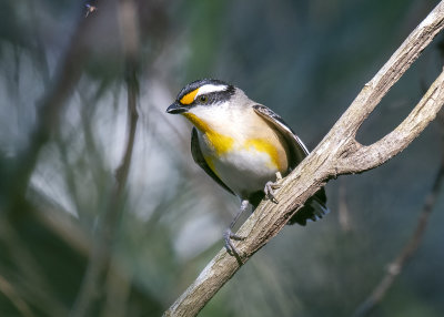 Striated Pardalote (Pardalotus striatus melanocephalus)