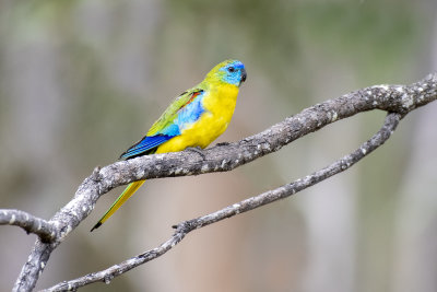 Turquoise parrot