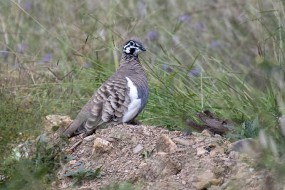 Squatter Pigeon (Geophaps scripta scripta)