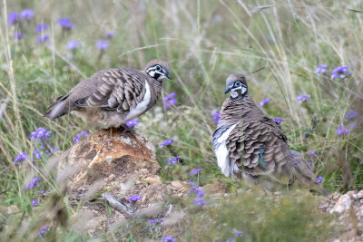 Squatter Pigeon (Geophaps scripta scripta)