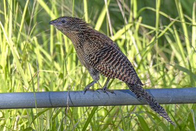 Pheasant Coucal (Centropus phasianinus)