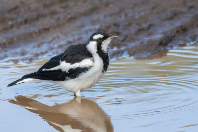 Magpie-lark (Grallina cyanoleuca)