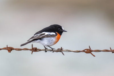 Scarlet Robin (Petroica boodang)
