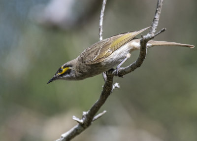 Yellow-faced Honeyeater (Calligavis chrysops)