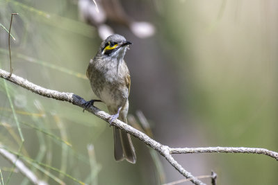 Yellow-faced Honeyeater (Calligavis chrysops)