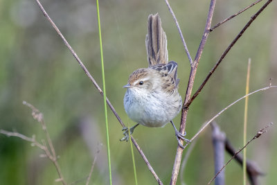 Little Grassbird (Megalurus gramineus goulburni)