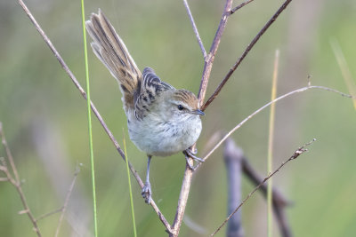 Little Grassbird (Megalurus gramineus goulburni)