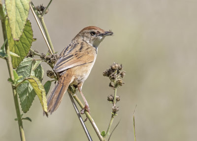 Tawny Grassbird (Megalurus timoriensis alisteri)