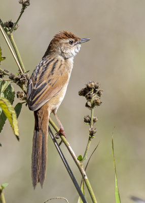 Tawny Grassbird (Megalurus timoriensis alisteri)