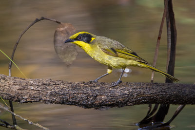 Yellow-tufted Honeyeater (Lichenostomus melanops)