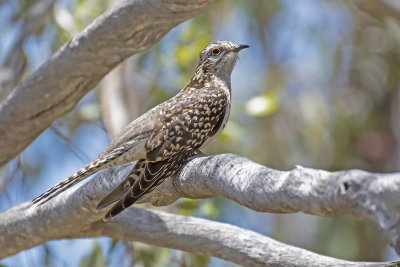 Pallid Cuckoo (Cuculus pallidus)