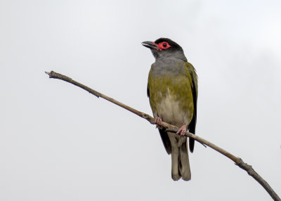 Australasian Figbird (Sphecotheres vieilloti)