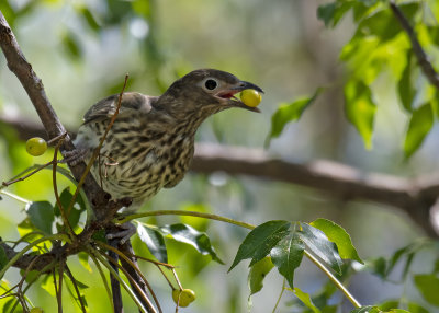 Australasian Figbird (Sphecotheres vieilloti)