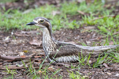 Bush Stone-Curlew (Burhinus grallarius)