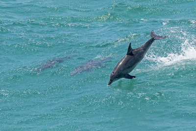 Bottlenose Dolphin (Tursiops truncatus)